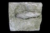 Fossil Crinoid - Keokuk Formation, Missouri #157188-1
